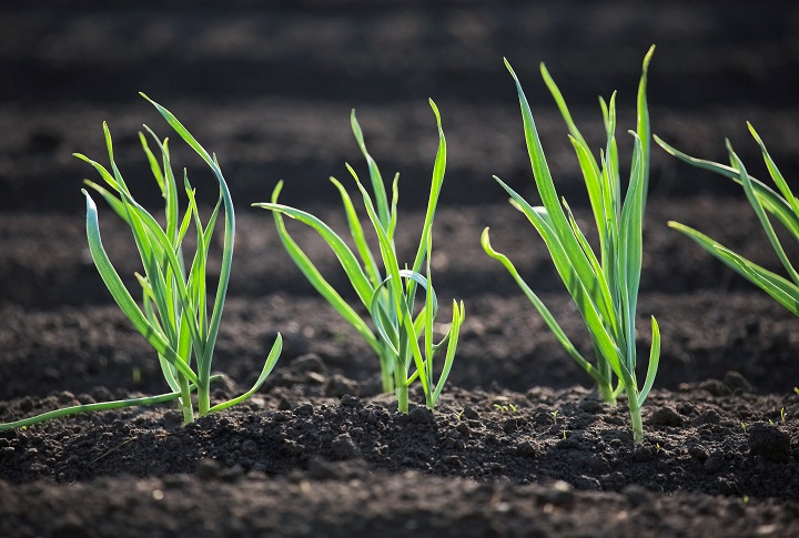 Planting Garlic NZ