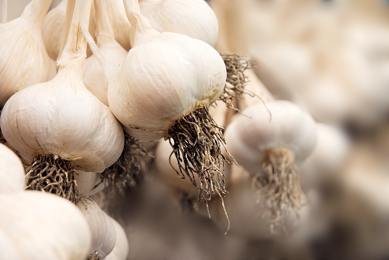 Planting Garlic NZ