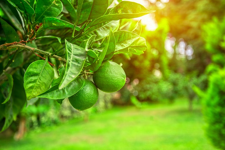 Are limes best when they are green or yellow?