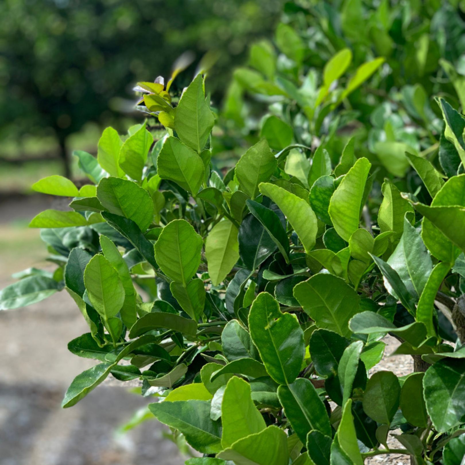 Buy Makrut Lime Leaves Online NZ