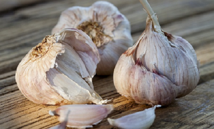 Buy Garlic - NZ Early Purple Online NZ